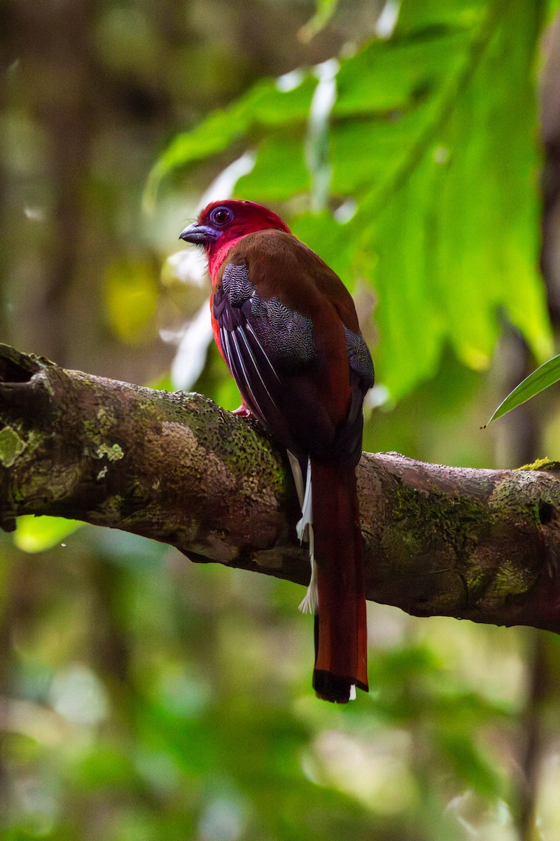 Red-headed Trogon - ML638742593