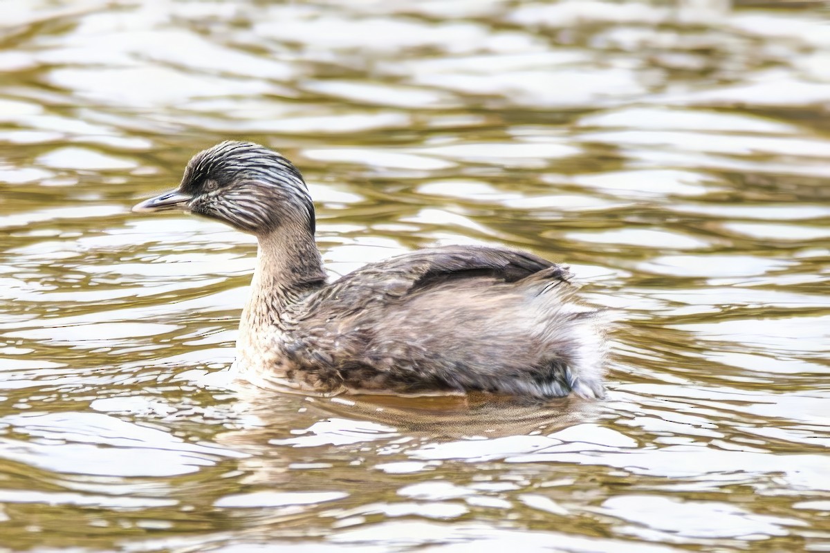 Hoary-headed Grebe - ML638742607