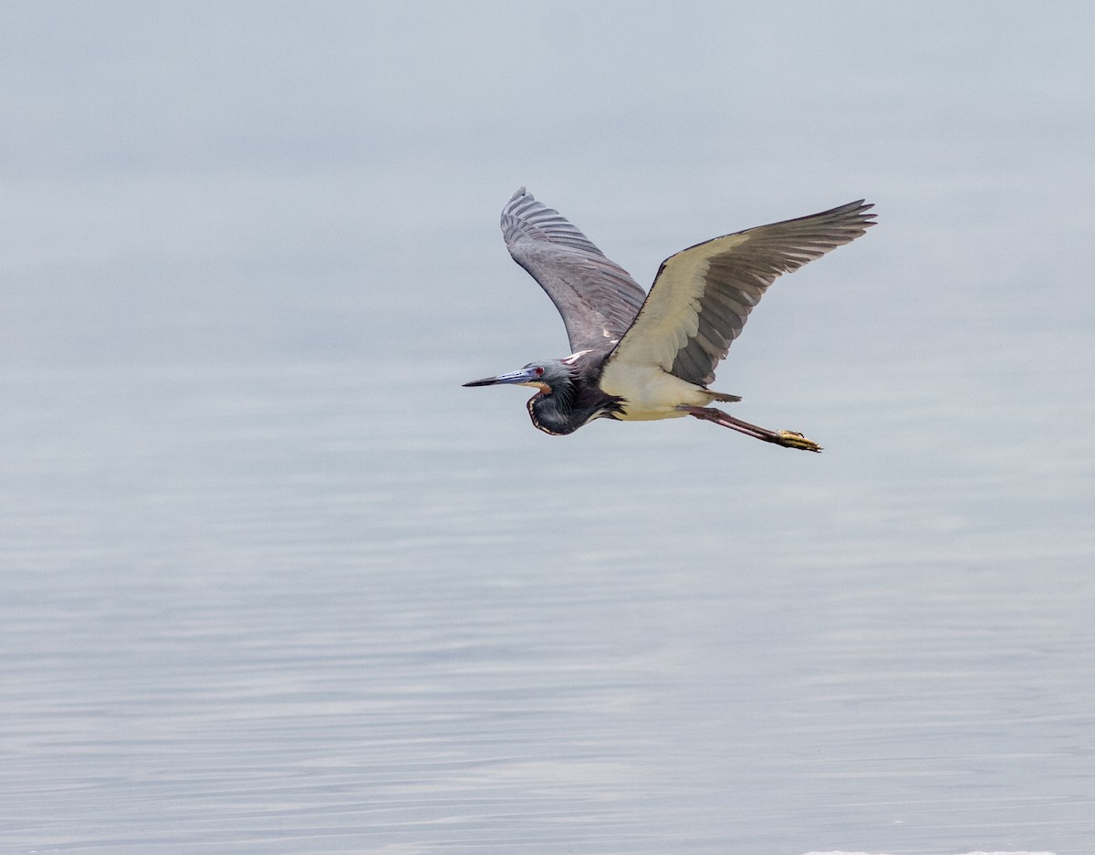 Tricolored Heron - ML638742608