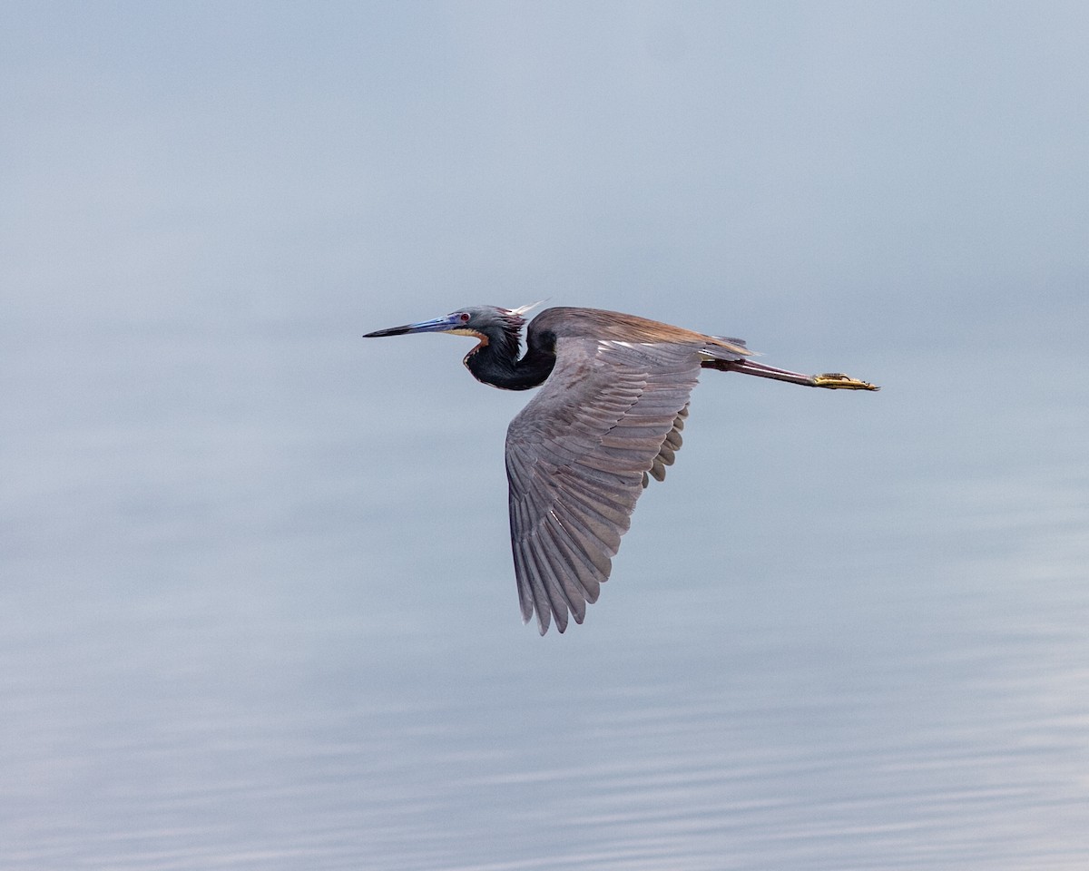Tricolored Heron - ML638742612