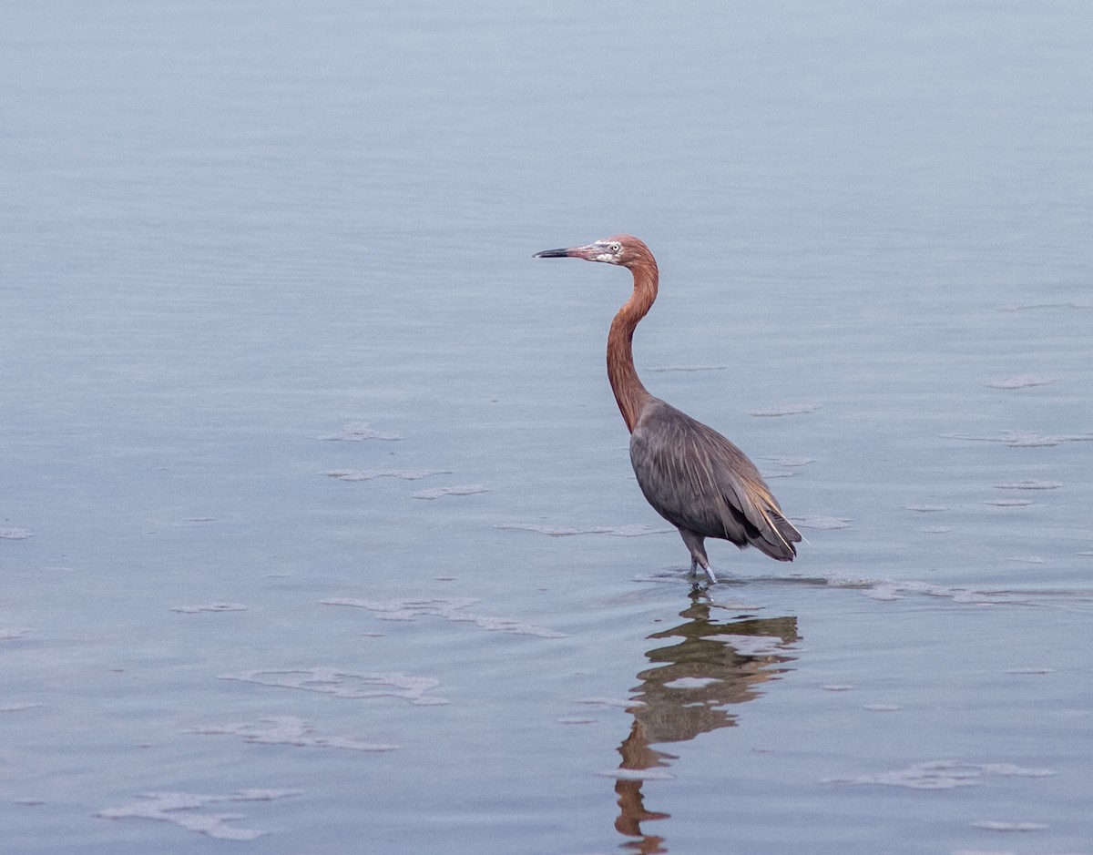 Reddish Egret - ML638742613