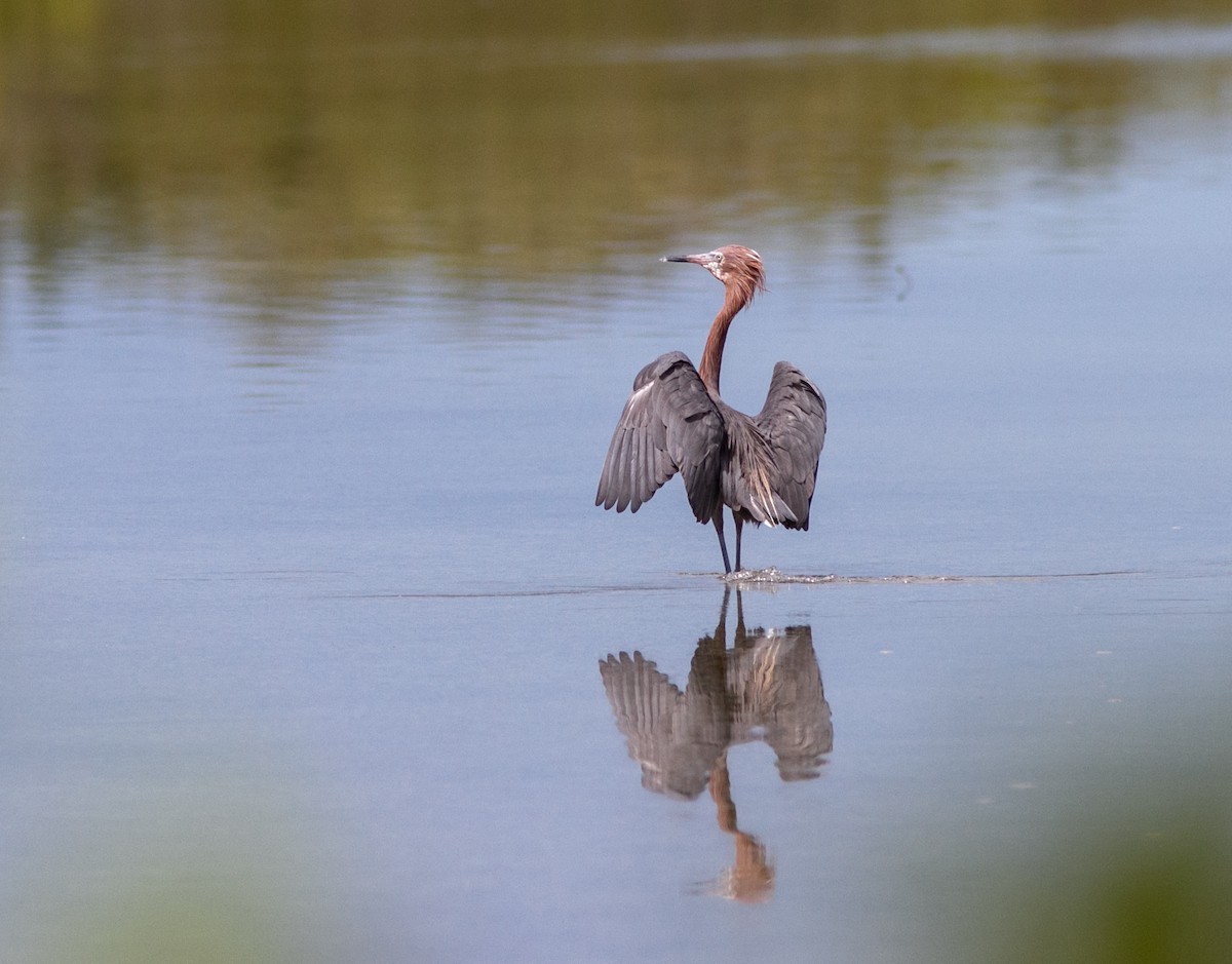 Reddish Egret - ML638742614