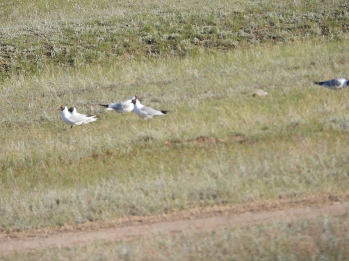 Black-headed Gull - ML638742617