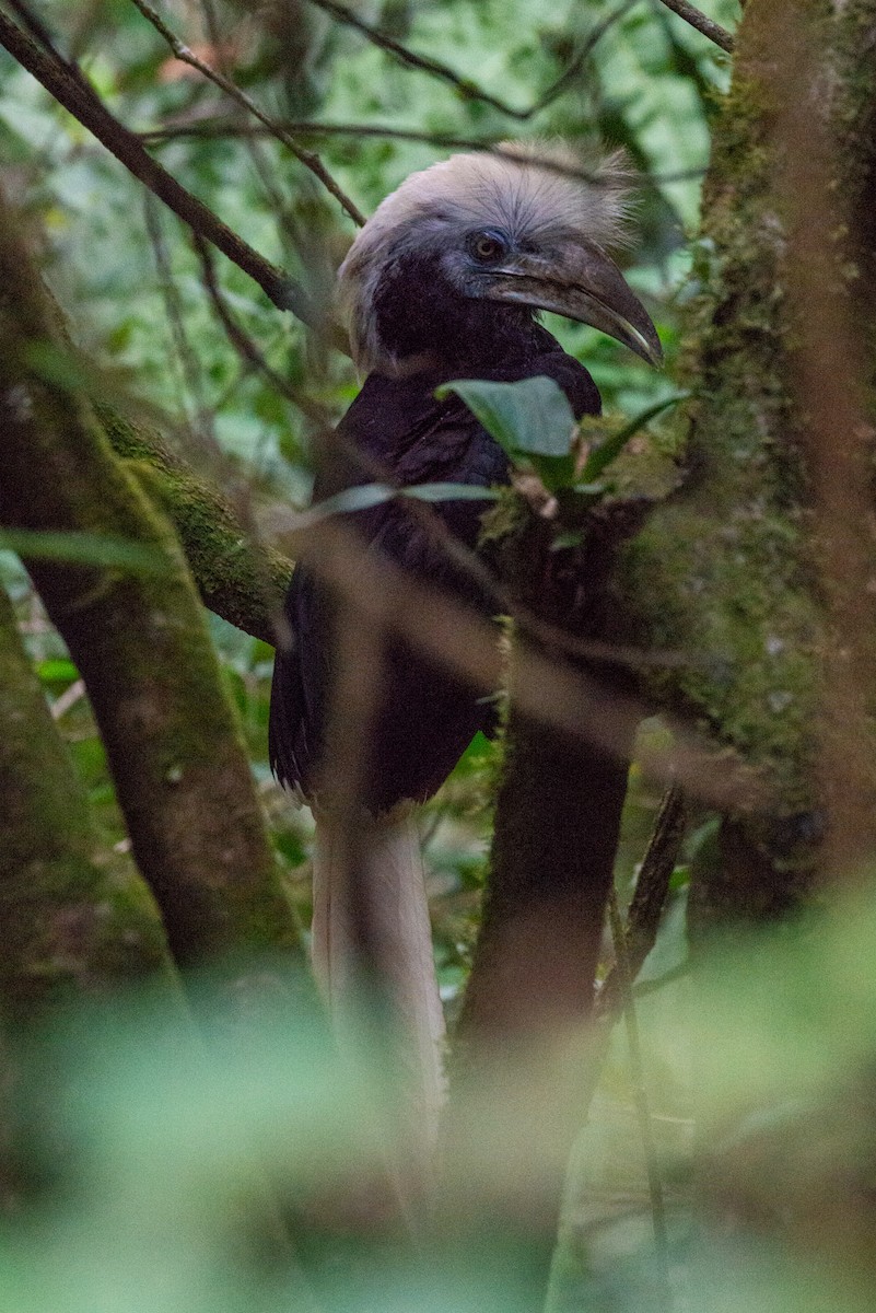 White-crowned Hornbill - ML638742618
