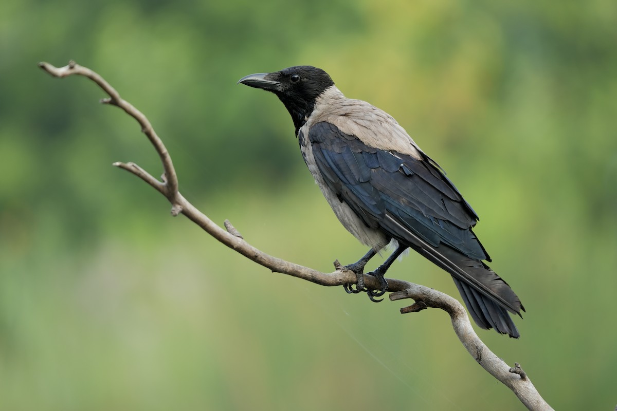 Hooded Crow - ML638742621