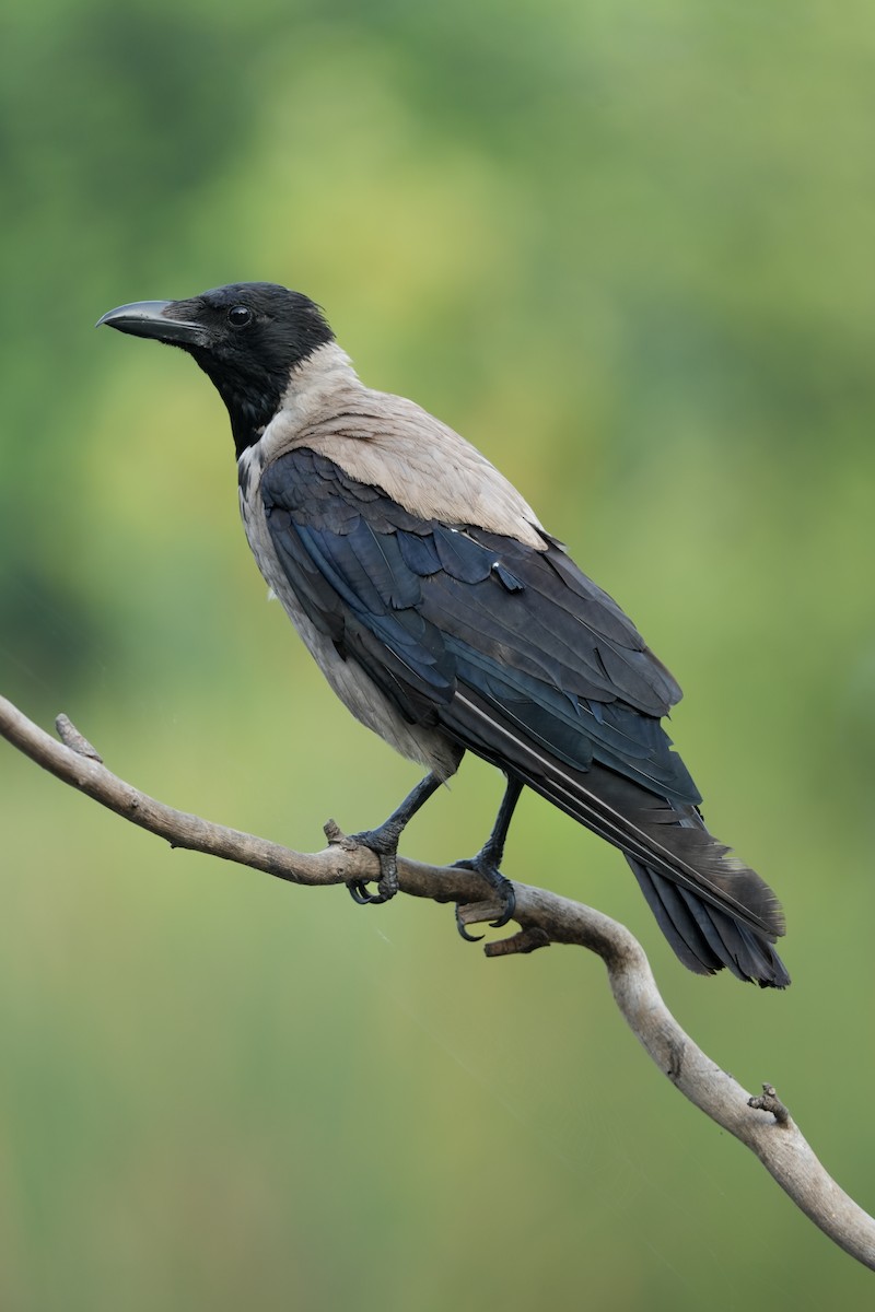 Hooded Crow - ML638742622