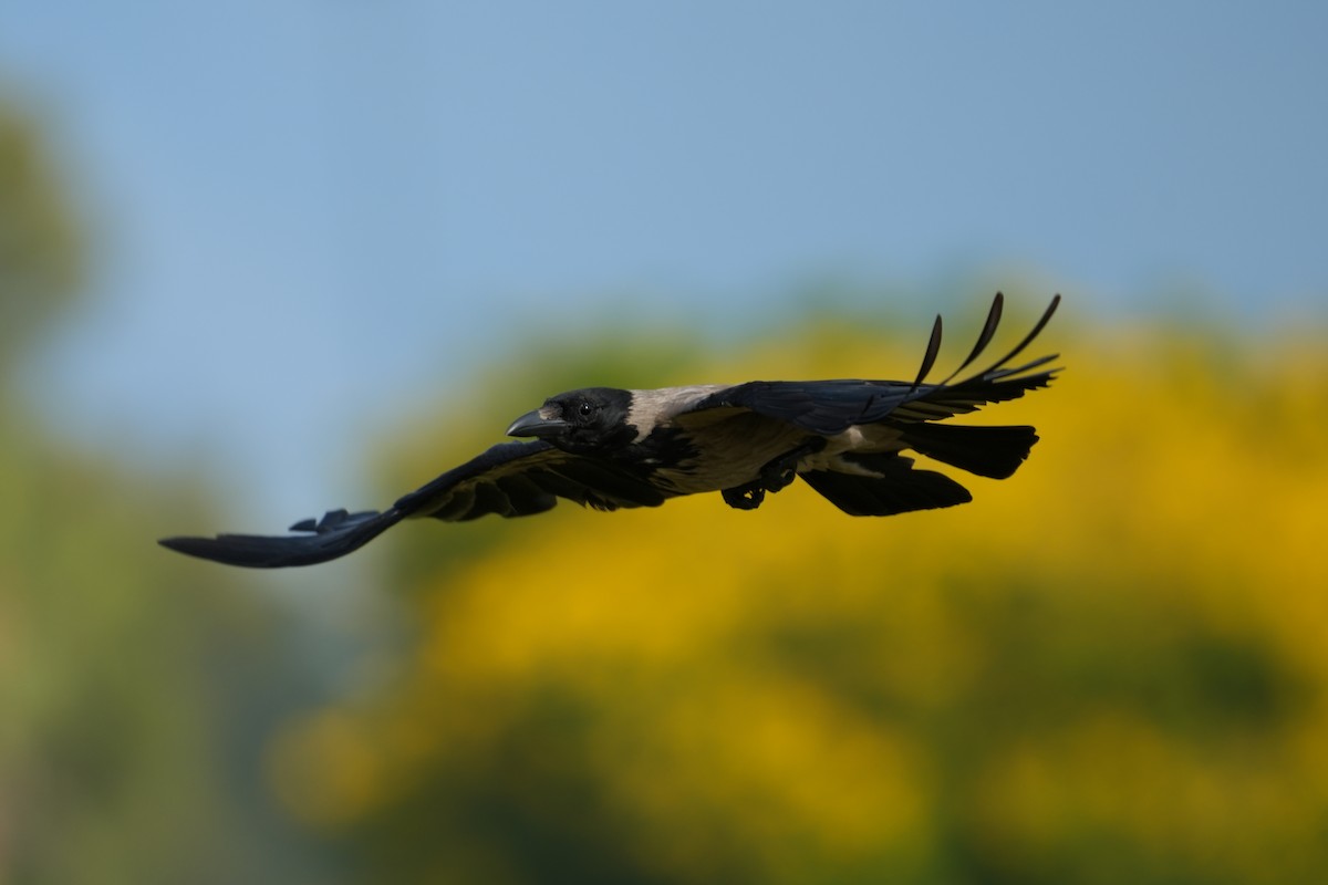 Hooded Crow - ML638742631