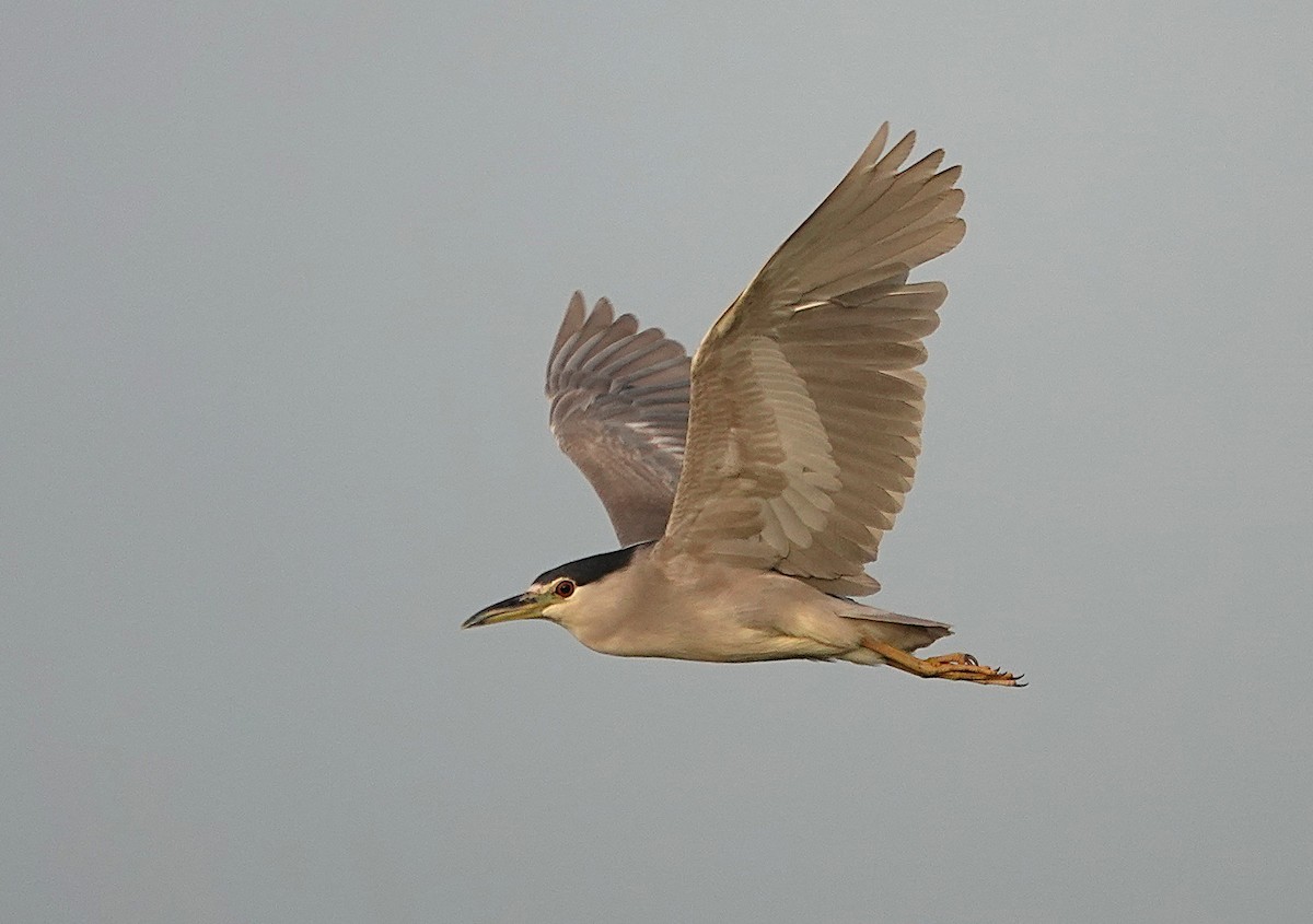 Black-crowned Night Heron - ML638742636