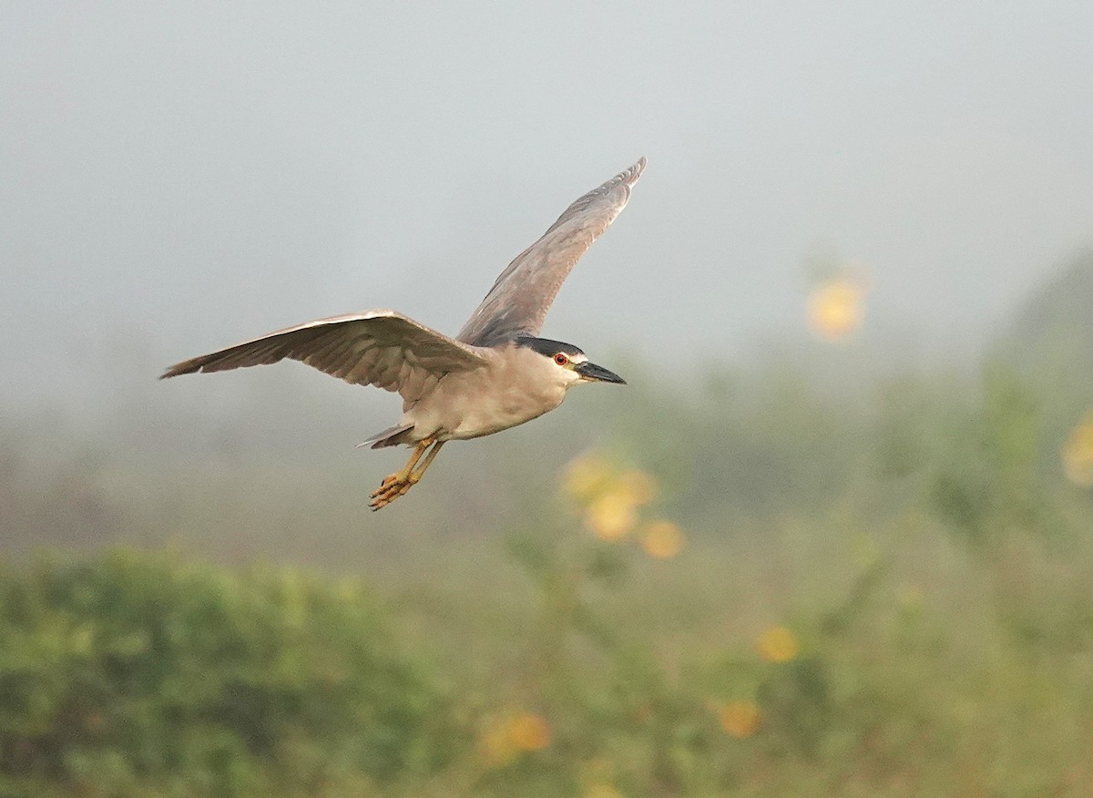 Black-crowned Night Heron - ML638742637
