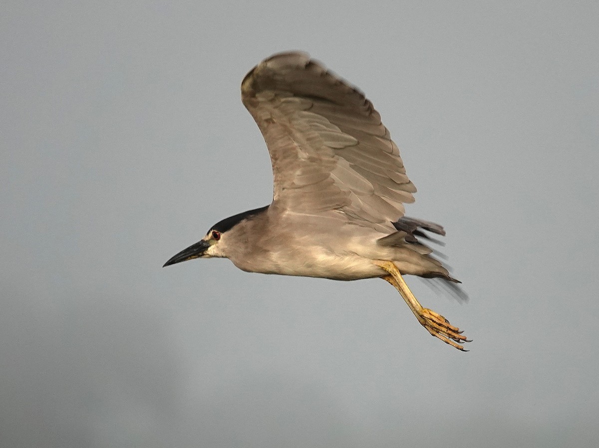 Black-crowned Night Heron - ML638742638