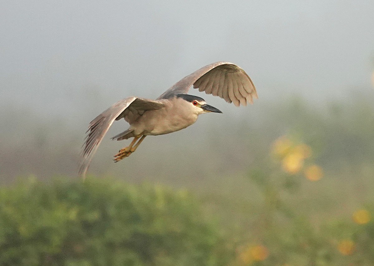 Black-crowned Night Heron - ML638742639