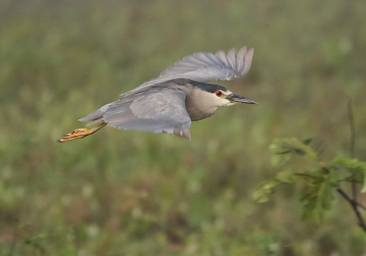 Black-crowned Night Heron - ML638742640