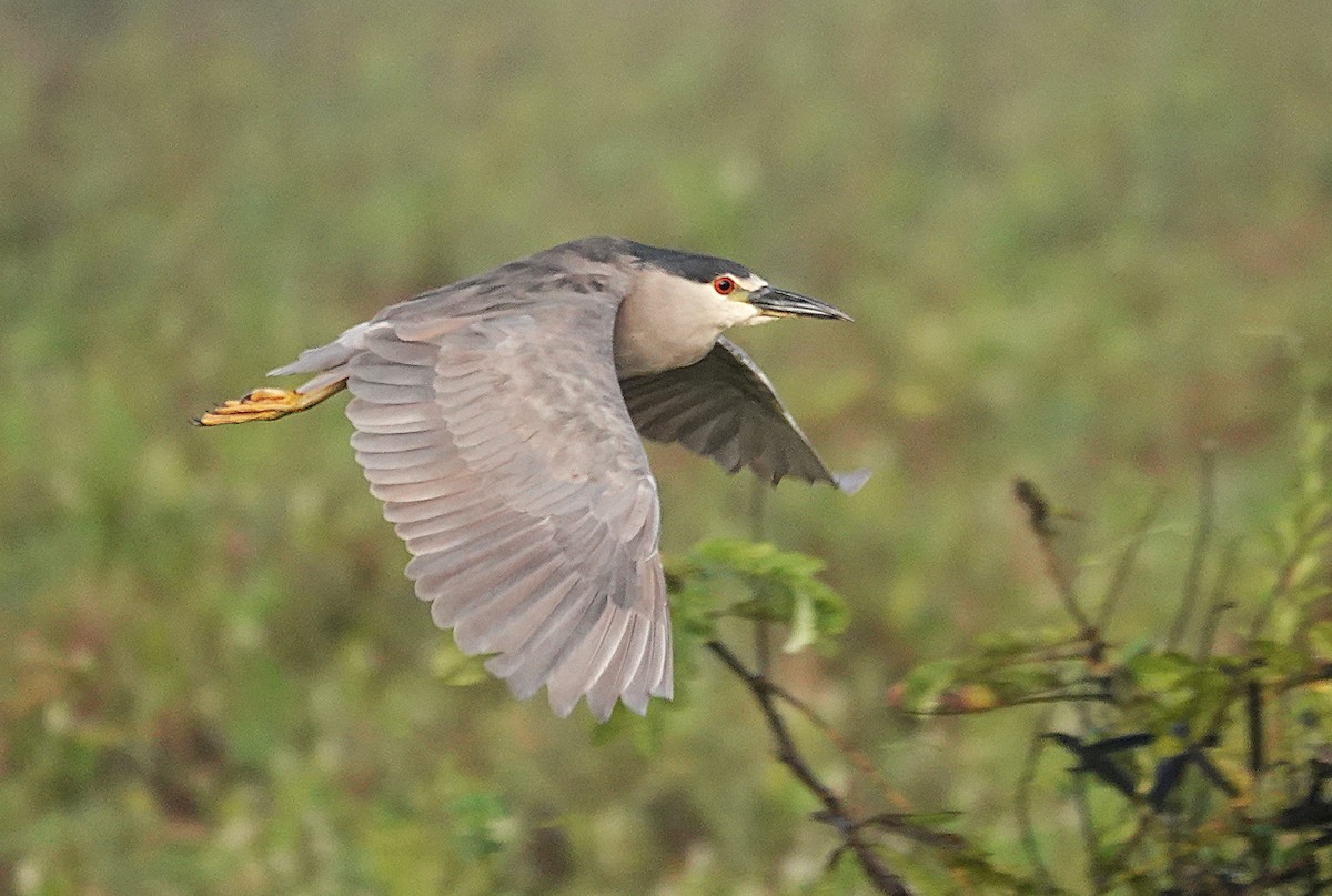 Black-crowned Night Heron - ML638742641