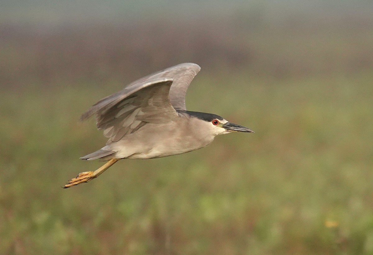 Black-crowned Night Heron - ML638742642