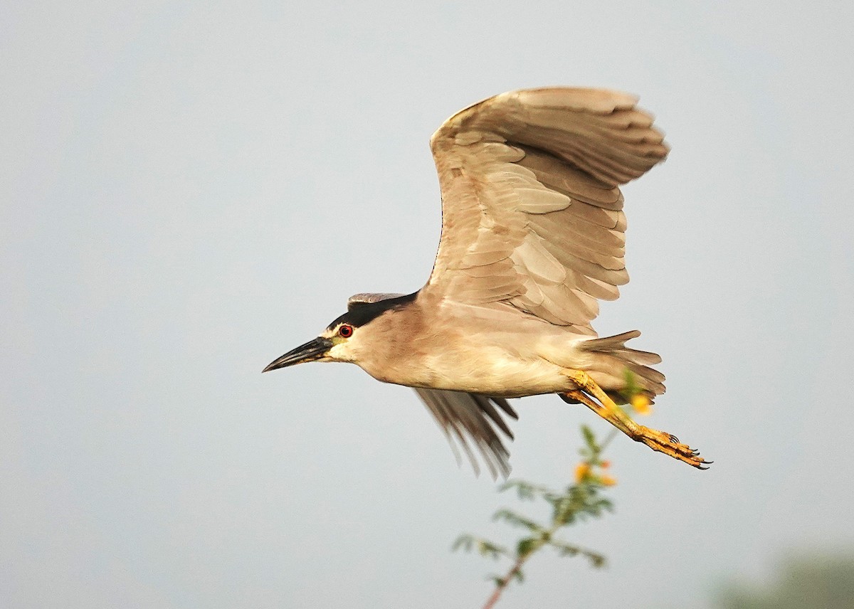 Black-crowned Night Heron - ML638742643