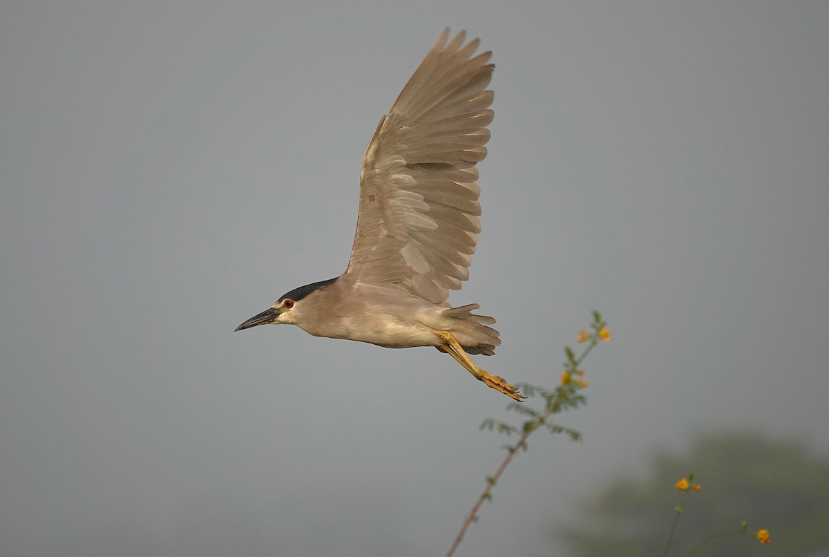 Black-crowned Night Heron - ML638742644