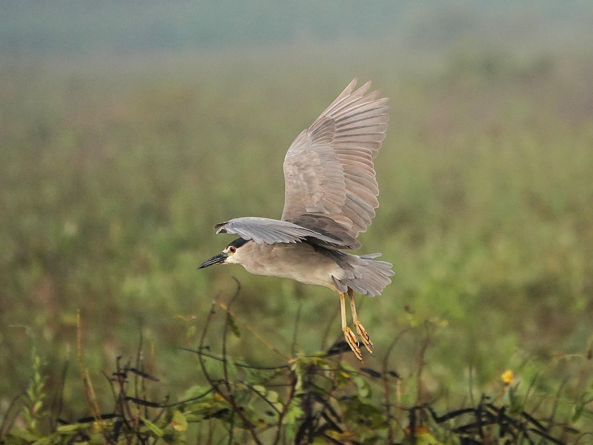 Black-crowned Night Heron - ML638742645
