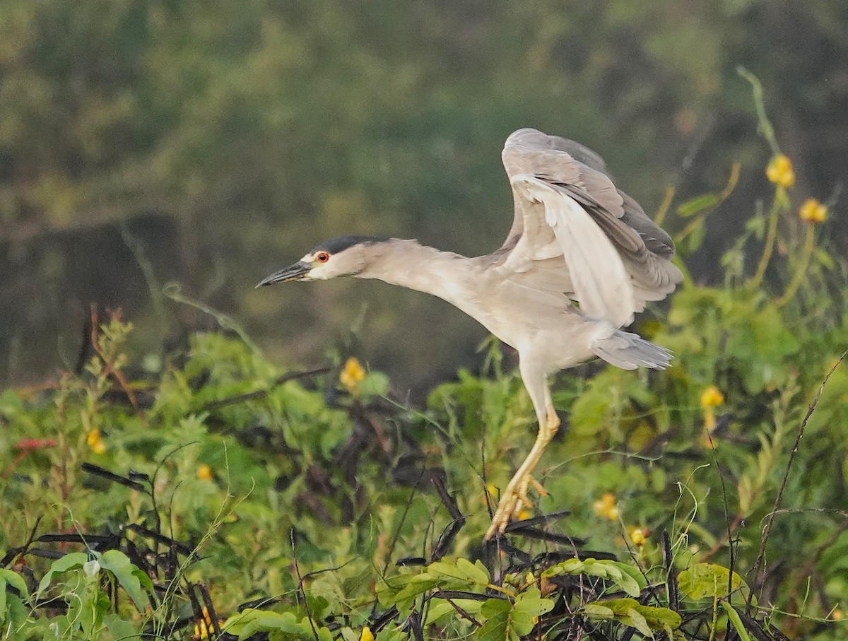 Black-crowned Night Heron - ML638742646
