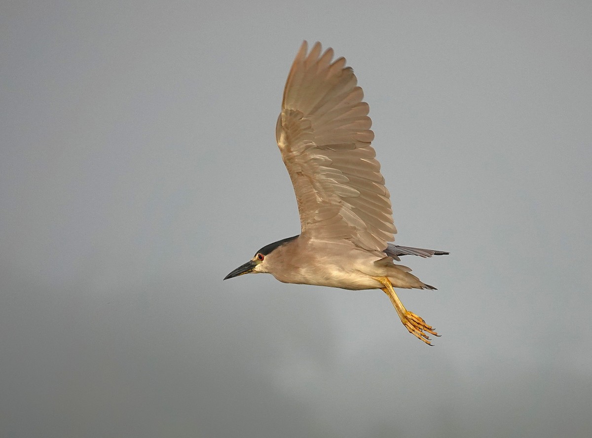 Black-crowned Night Heron - ML638742647