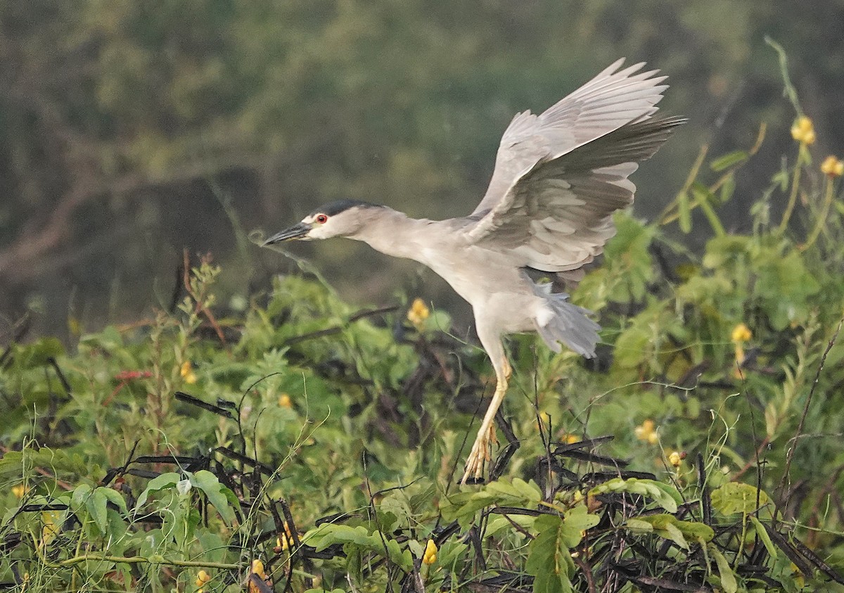 Black-crowned Night Heron - ML638742648