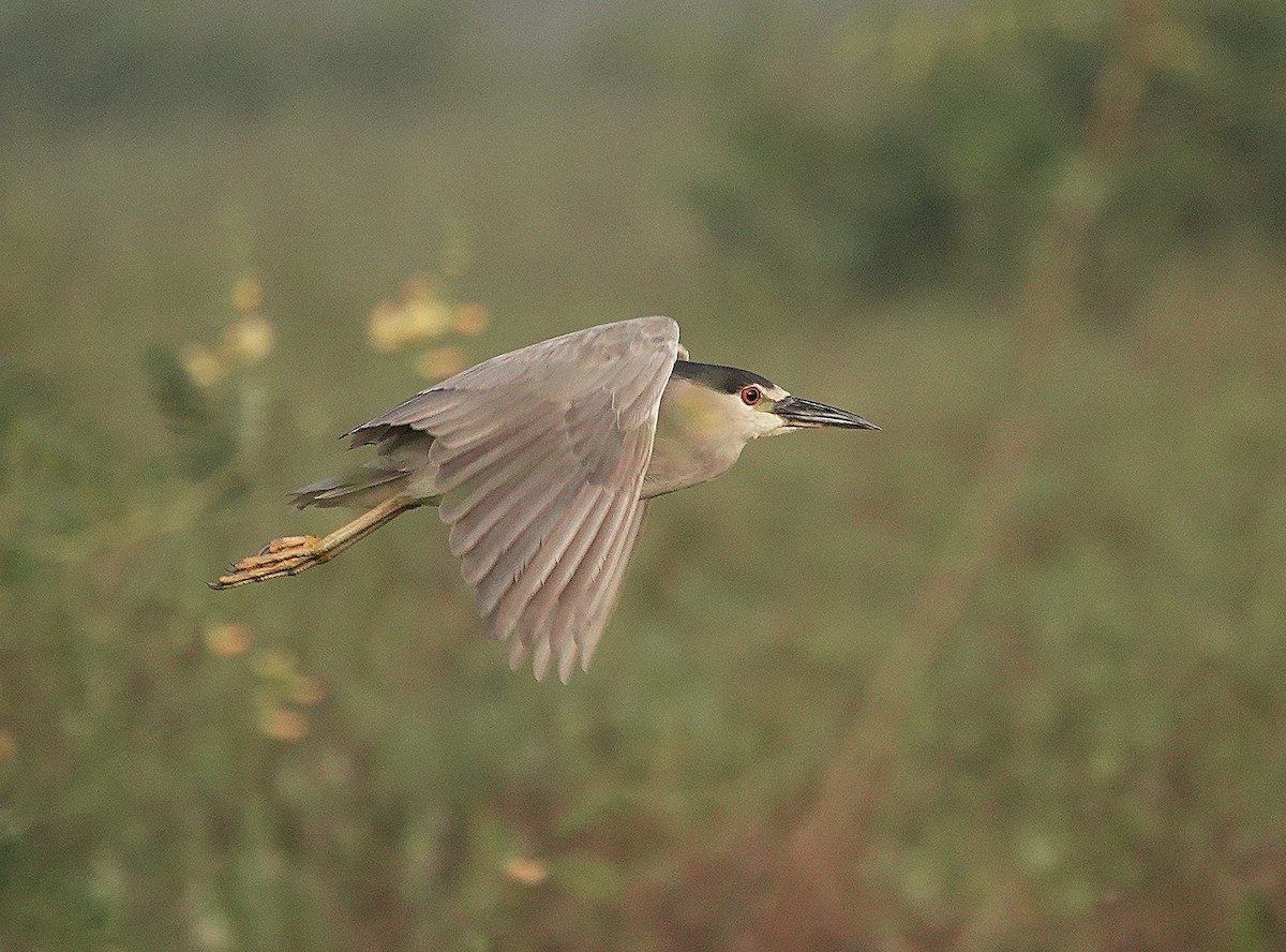 Black-crowned Night Heron - ML638742649