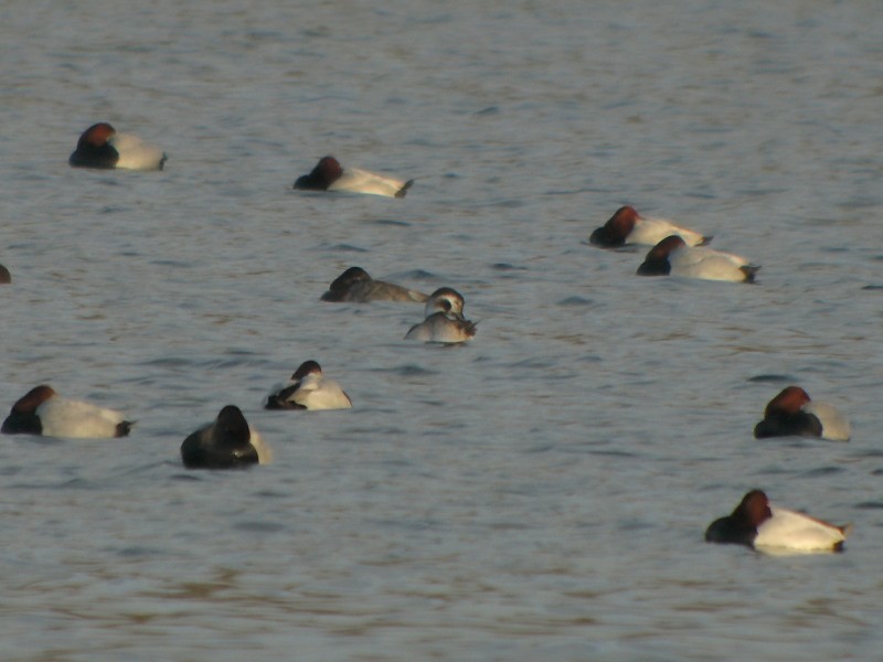 Long-tailed Duck - ML638742667