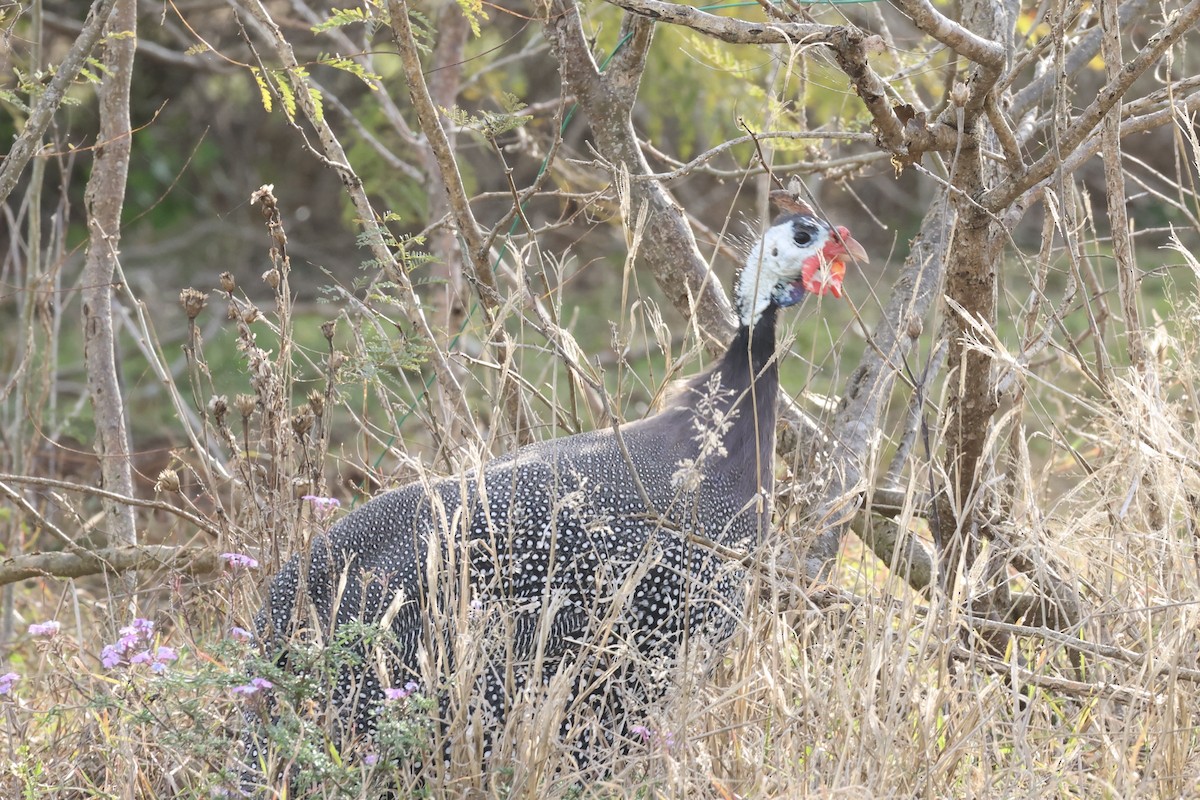 Helmeted Guineafowl (Domestic type) - ML638742669