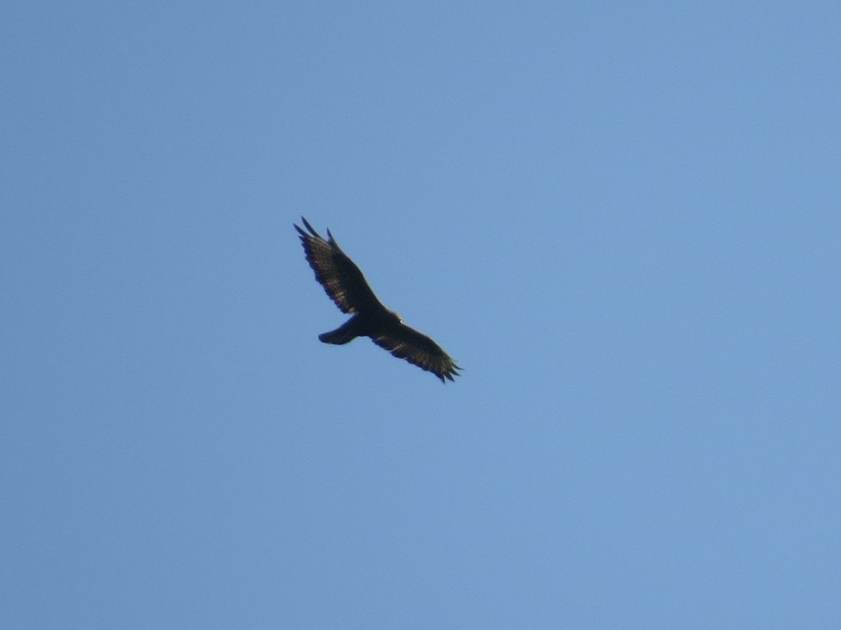 Buse variable - ML638742682
