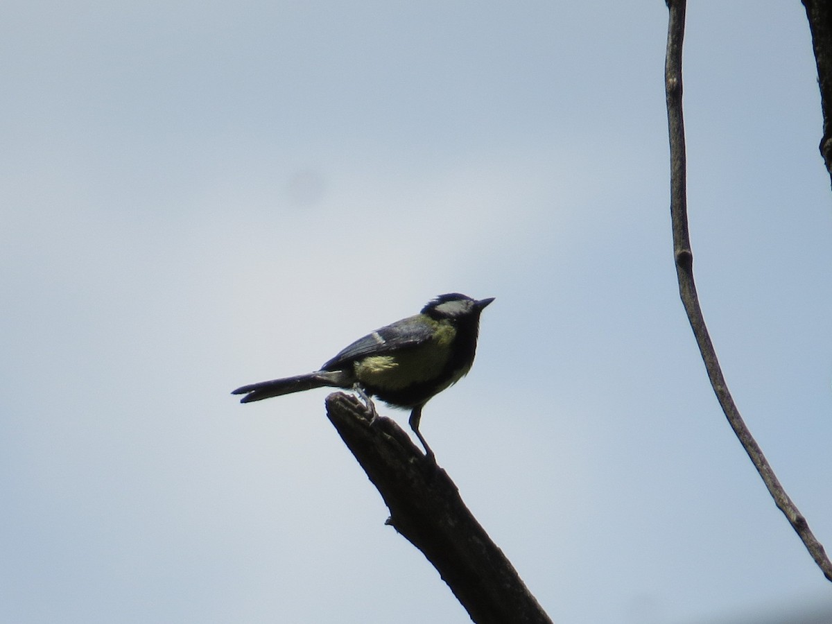 Mésange charbonnière - ML638742699