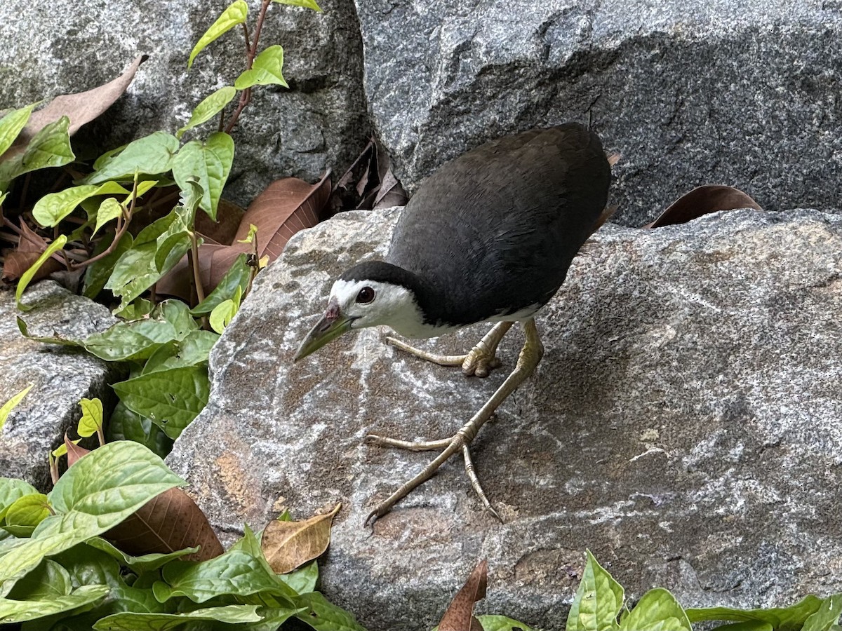 White-breasted Waterhen - ML638742772