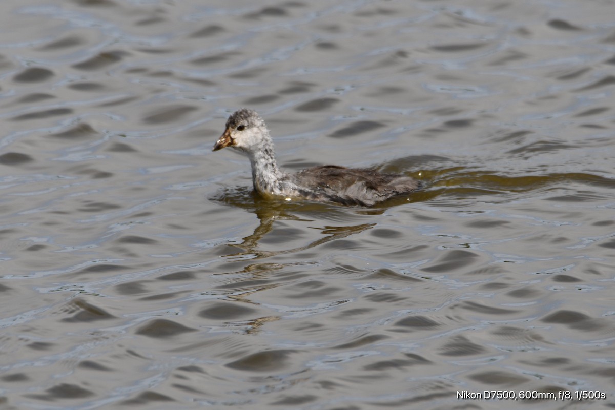 American Coot - ML638742782