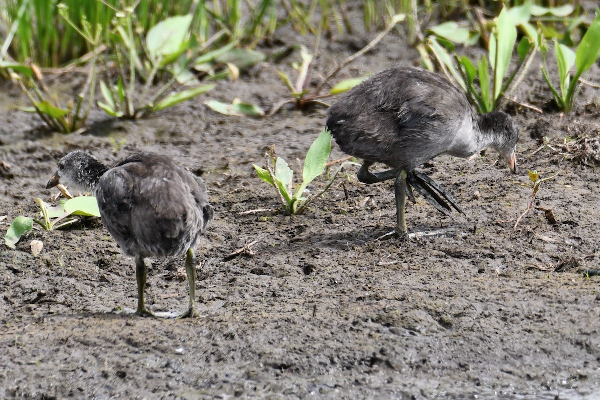 American Coot - ML638742783