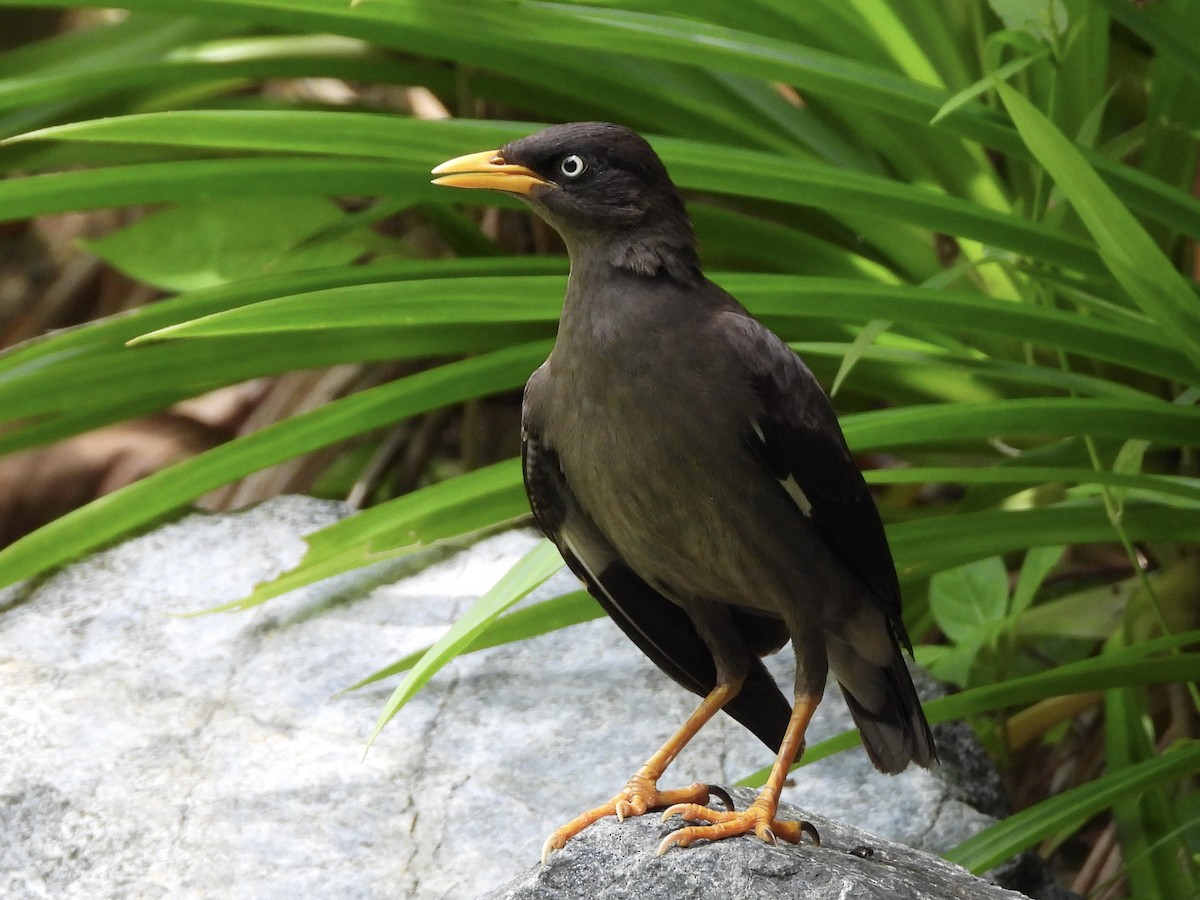 Javan Myna - ML638742784