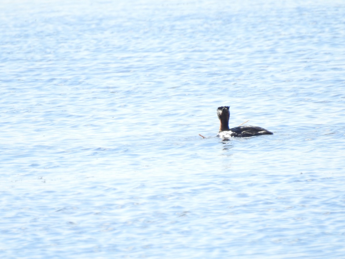 Red-necked Grebe - ML638742787