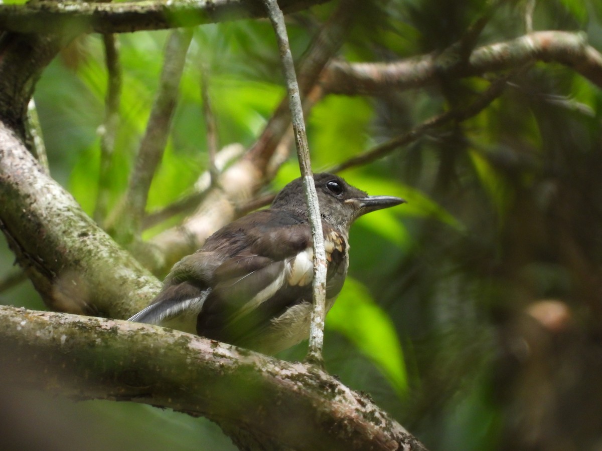 Oriental Magpie-Robin - ML638742789