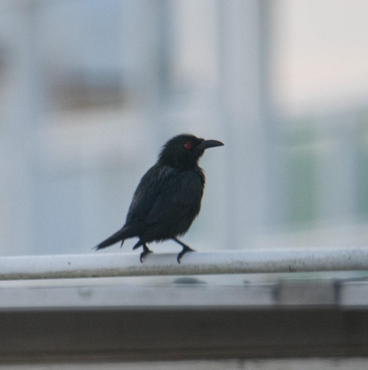 Asian Glossy Starling - ML638742790