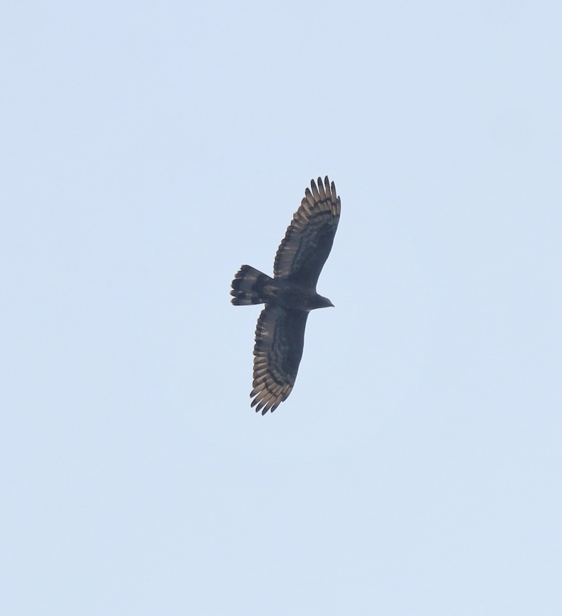 Oriental Honey-buzzard - ML638742792