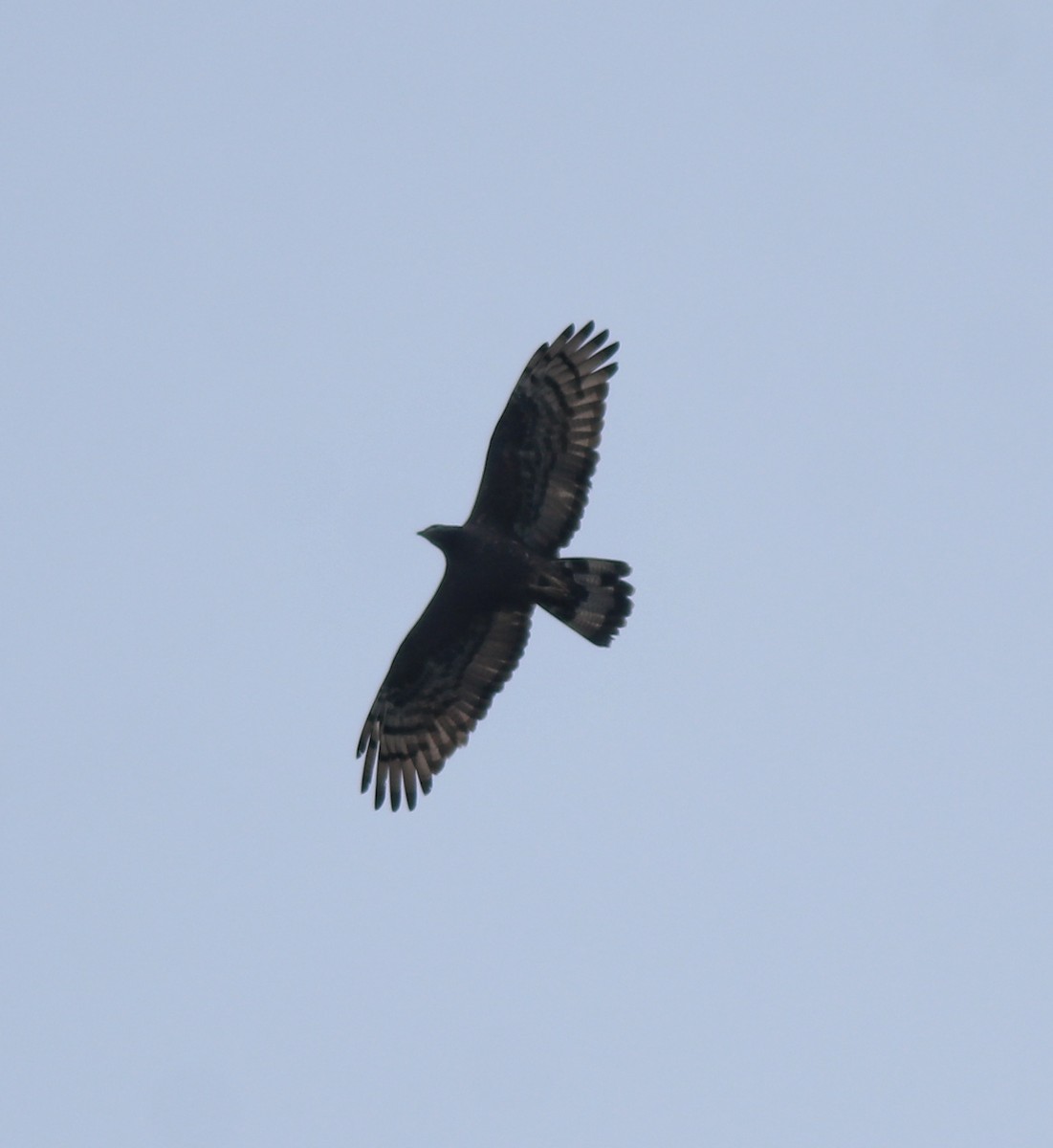 Oriental Honey-buzzard - ML638742793