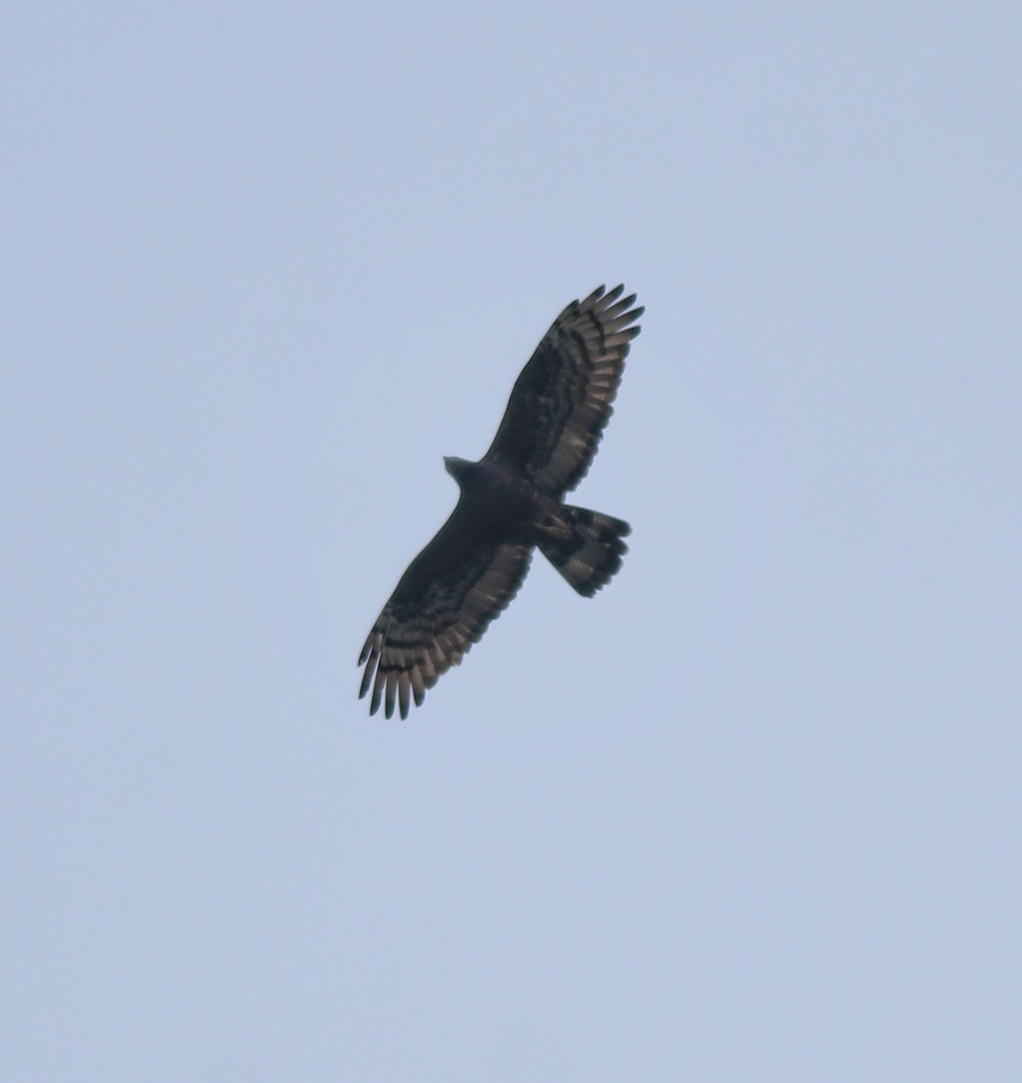 Oriental Honey-buzzard - ML638742795