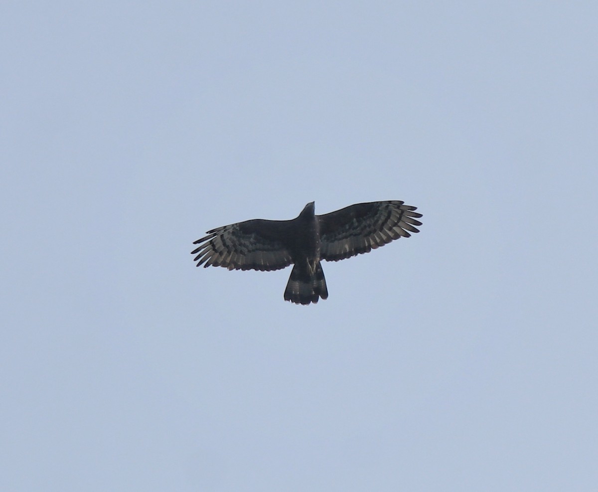 Oriental Honey-buzzard - ML638742797