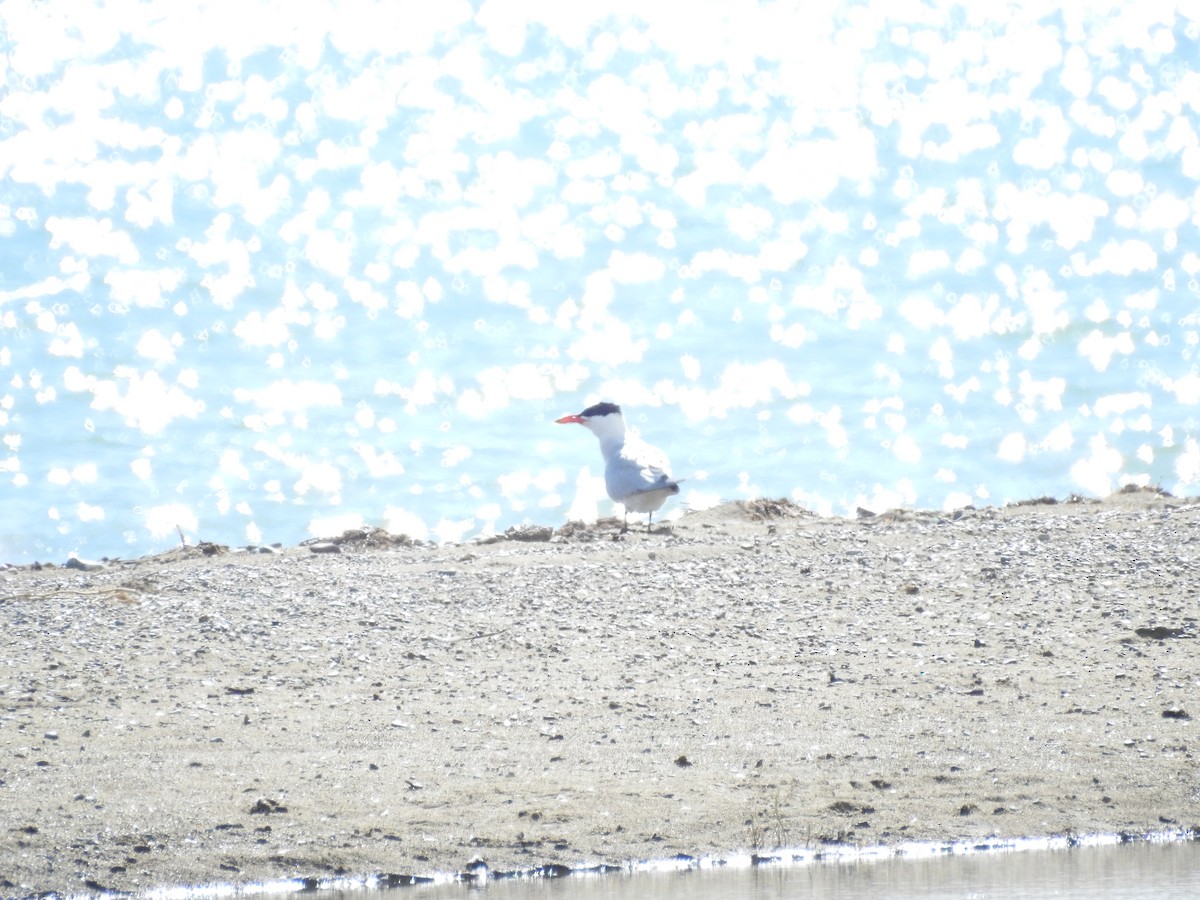 Caspian Tern - ML638742802
