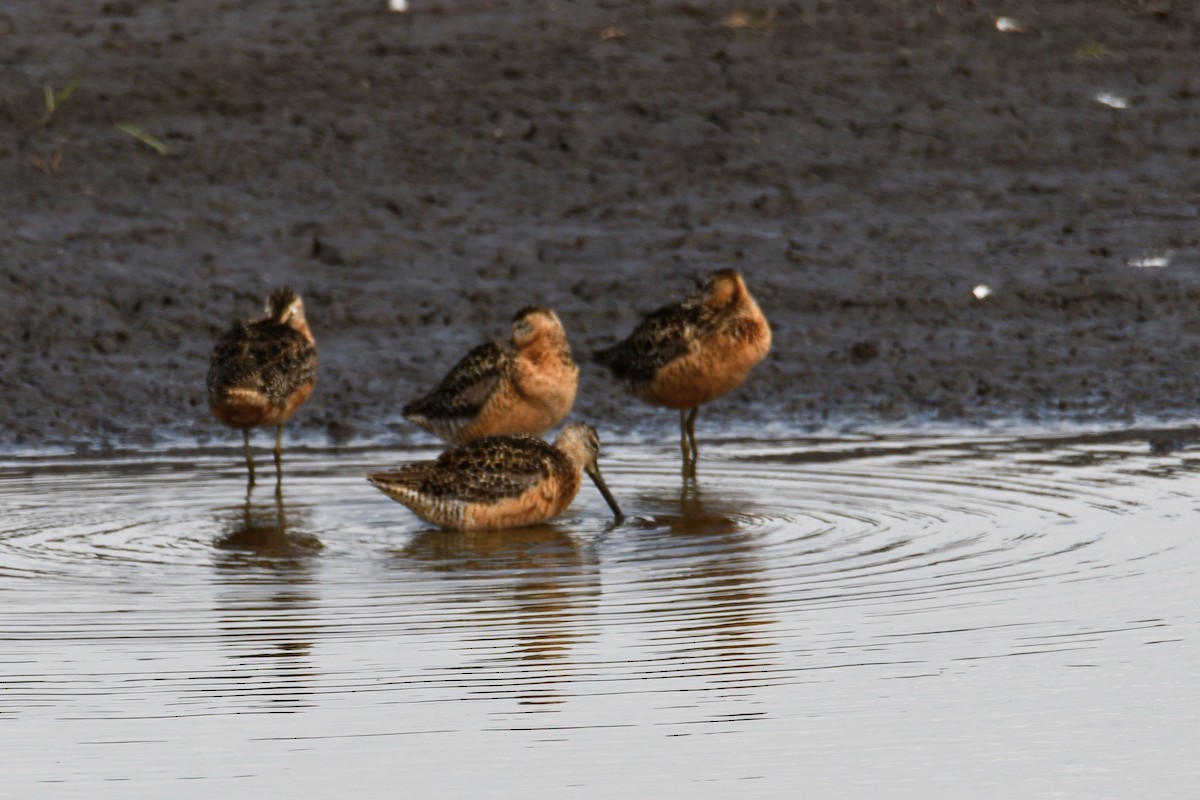 Long-billed Dowitcher - ML638742803