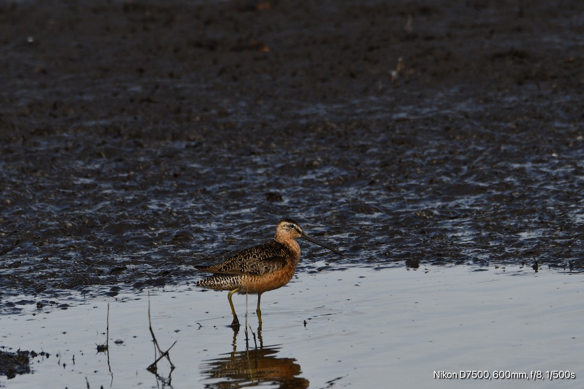 Long-billed Dowitcher - ML638742804
