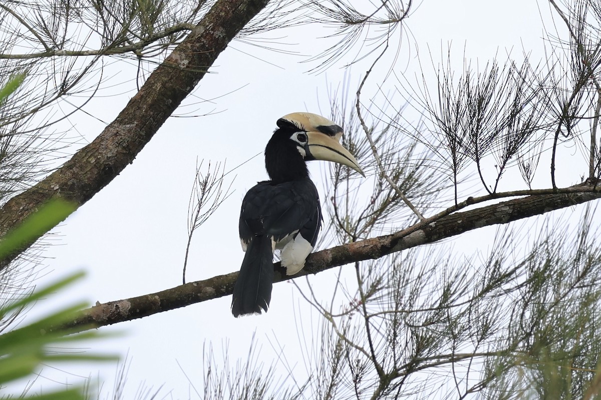 Oriental Pied-Hornbill - ML638742805