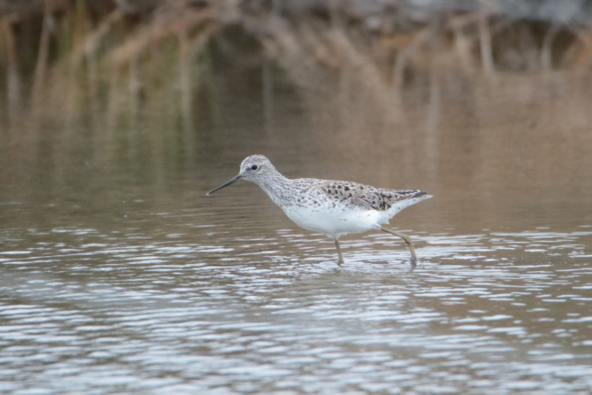 Marsh Sandpiper - ML638742808