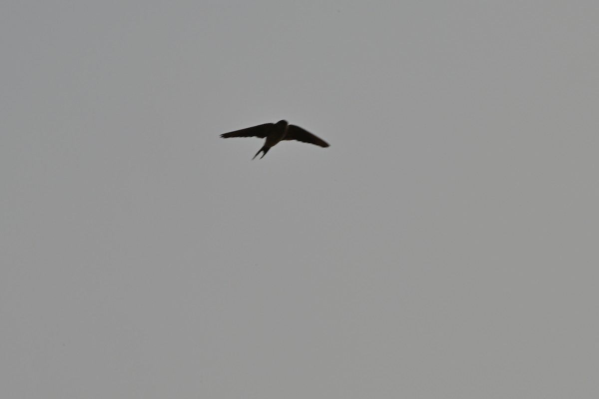 Gray-throated Martin - ML638742811