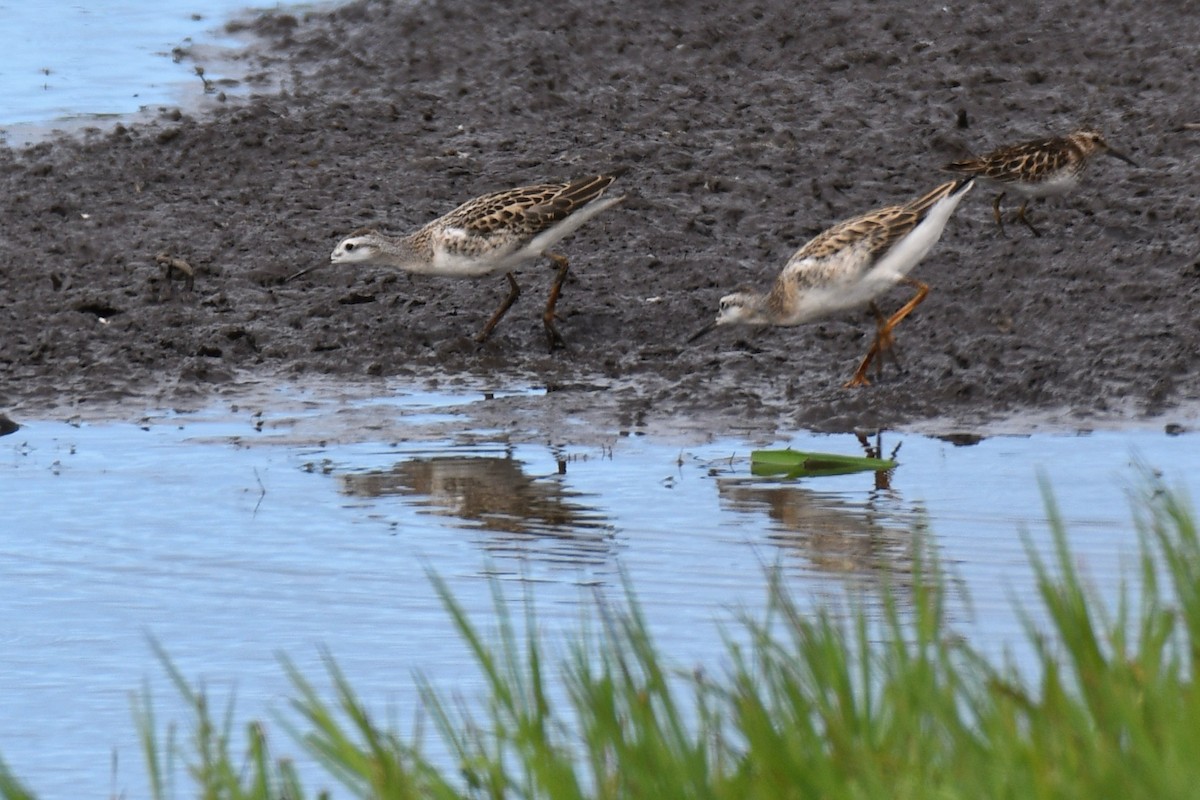 Wilson's Phalarope - ML638742820