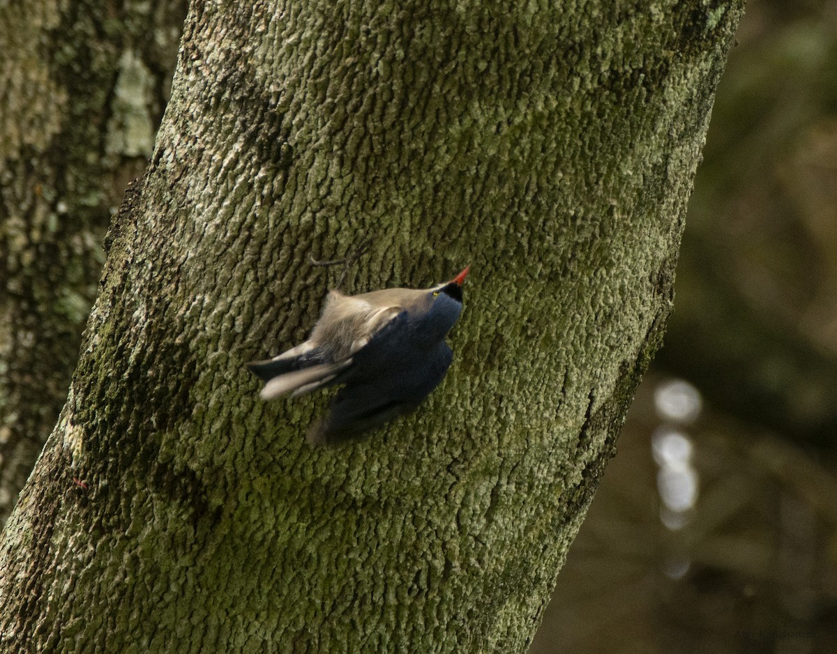 Velvet-fronted Nuthatch - ML638742821