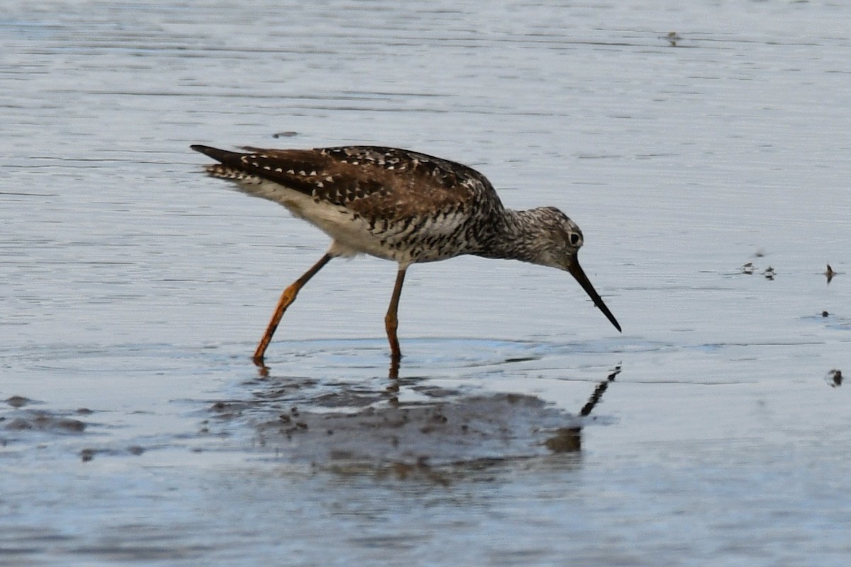 Greater Yellowlegs - ML638742831