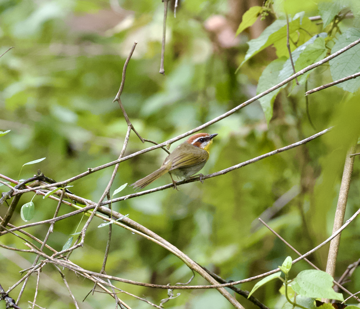 Rufous-capped Warbler - ML638742833